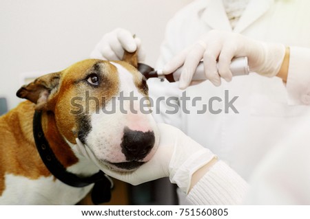 Veterinarian examines the auricle of a dog. Hearing test for bul Royalty-Free Stock Photo #751560805