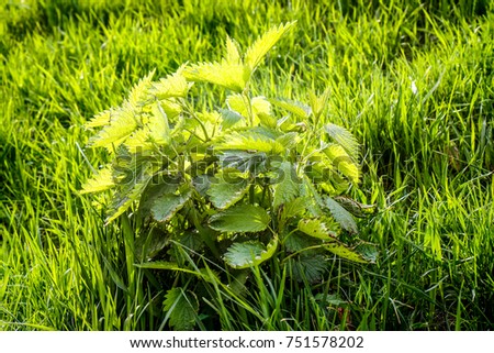 heels with fresh nettle. Detailed picture of the fresh and green stinging nettle. Warm day light with soft sunny rays in the background.Urtica dioica, often called common nettle or stinging nett