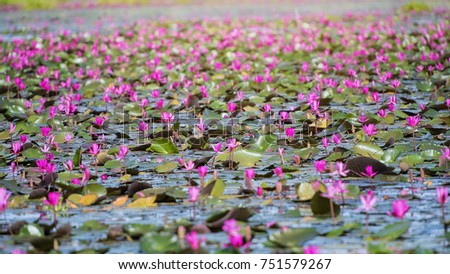 picture of beautiful woman with lotus flower,young woman relaxing with beautiful lotus flower field at the red lotus sea, Bua Daeng, Udon Thani, Thailand