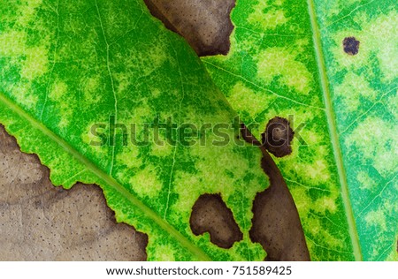 State of Natural leaf before turning to dry leaf