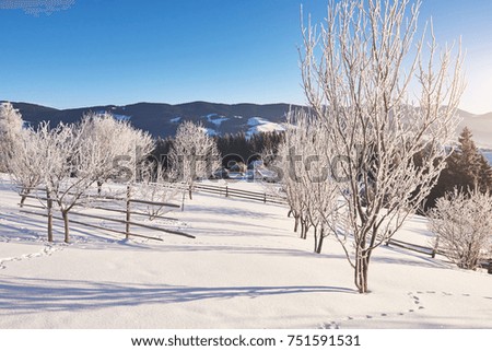 Mysterious landscape majestic mountains in winter. Magical snow covered tree. Carpathian Ukraine. Happy New Year.