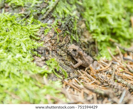 a small common toad in mossy ambiance