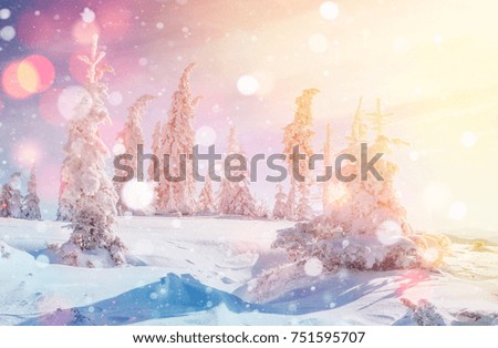 Mysterious landscape majestic mountains in winter. Magical snow covered tree. Photo greeting card. Bokeh light effect, soft filter. Carpathian Ukraine. Happy New Year.
