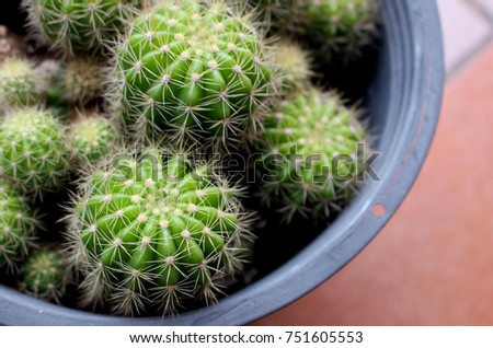 Green Cactus in gray Pot with Garden arrangement at Home in Bangkok Thailand