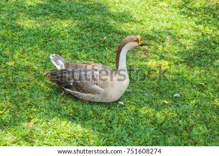 
Duck, in brown, blackish shades, buff coloured head with a dark line through the eye, relaxing in the shadow of the tree. 