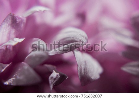 Pink macro chrysanthemum flower petal