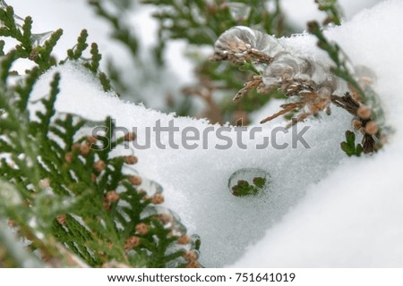 Frozen leaves of plant in the snow outdoor. Shallow depth of focus. Winter beauty concept.