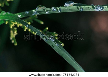 macro frozen water droplets on a green leaf