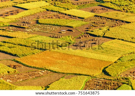 Top view or aerial shot of fresh green and yellow rice fields. Ngoc Con Rice Terrace in Trung Khanh County, Cao Bang province, Vietnam