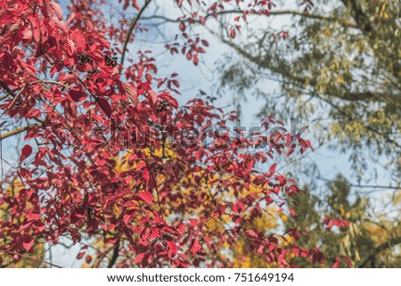 Autumn magic turned leaves into bright red in the city park. Beautiful nature background 