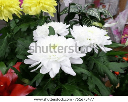 Beautiful home flowers