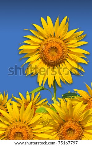 The beautiful yellow sunflowers isolated on blue background.