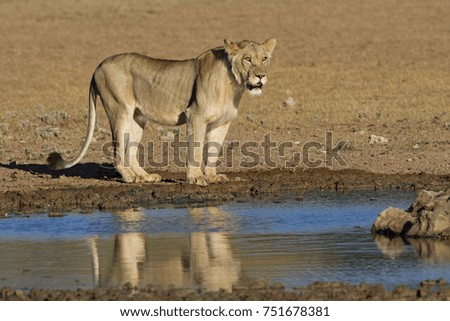 African Lion in the Bush and Game Reserves