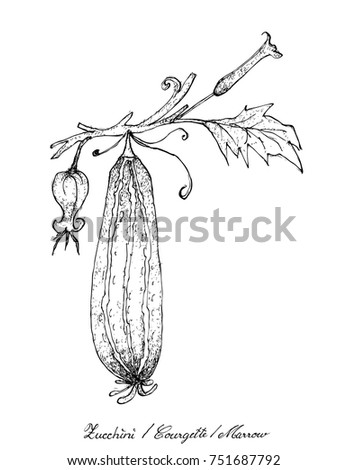Vegetable and Herb, Illustration of Hand Drawn Sketch Delicious Fresh Zucchini and Zucchini Blossoms with Green Leaves Isolated on White Background.