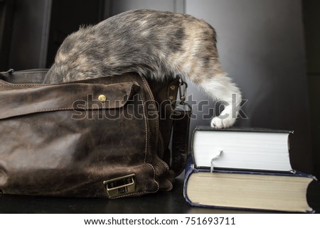 A young handsome curious cat climbed into an old leather briefcase, and his hind legs remained on a pile of thick scientific books.