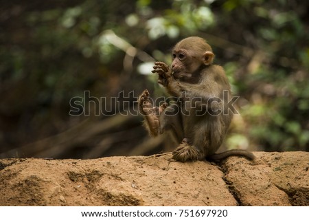 Juvienile Assam Macaquefeeding Saltlick