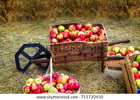 ripe apples lie in the garden wheelbarrow
