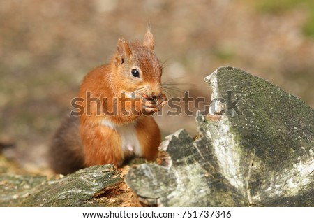 A stunning Red Squirrel (Sciurus vulgaris) sitting on a log eating a nut.