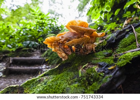 Mushrooms at walking trail - Azores