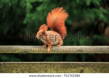 An Eurasian Red Squirrel