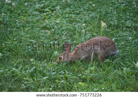 Bunny in the grass