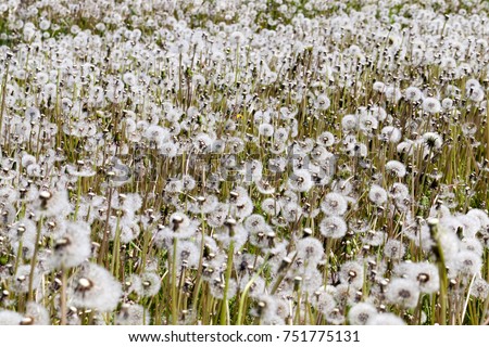 field with blooming white dandelions in spring, close-up photo