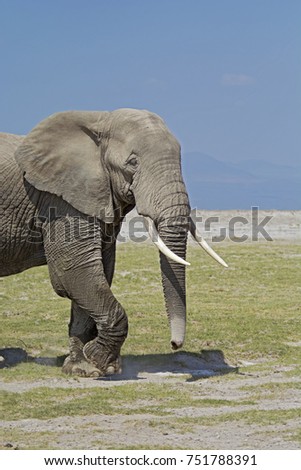 African elephant
