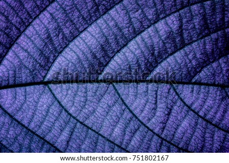 Purple Natural Macro