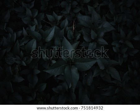 A bush of dark green leaves texture. Leaf texture background