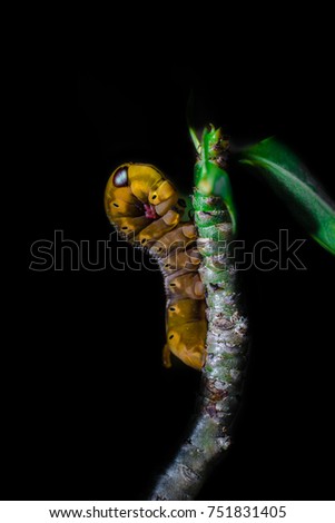 Butterfly caterpillar is looking for food to use as a butterfly pod.