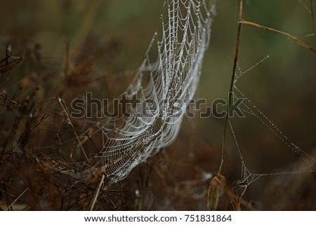 cobweb after rain
