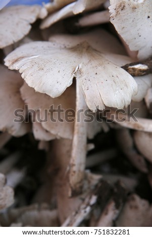 Termite mushroom fresh from the forest around the mountains. When young the top has convex shape. Cooking with many vegetable, sweet and refreshing taste and high in vitamin B.