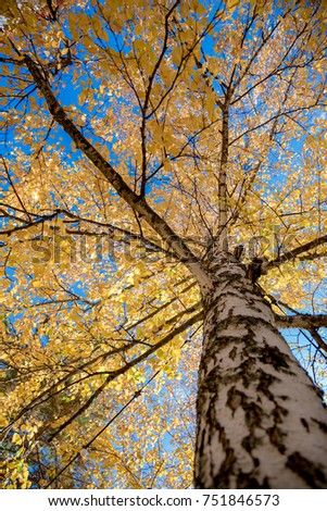 birch tree in autumn on a background of blue sky