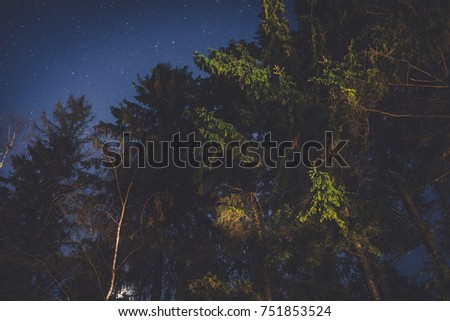 Stars above lit pine trees