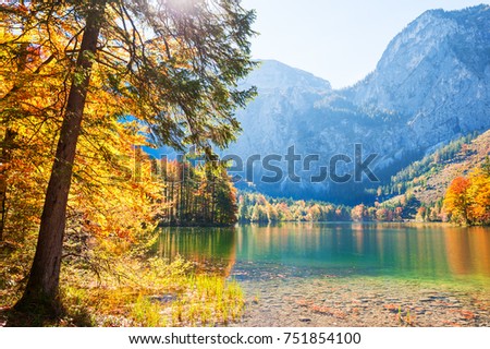 Yellow autumn trees on the coast of Hinterer Langbathsee lake in Austrian Alps.