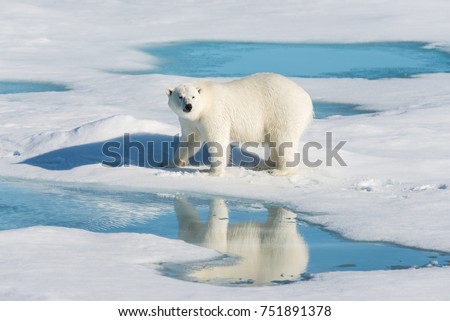 Polar bear on the pack ice Royalty-Free Stock Photo #751891378