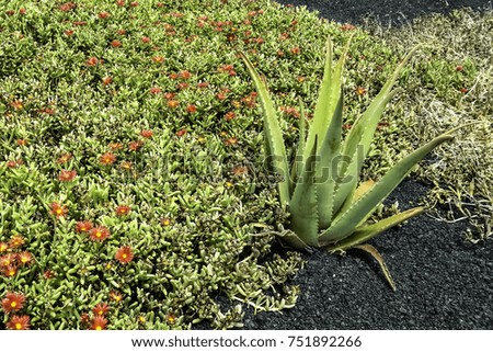 Aloe vera and mesembryanthemum on the desert - Lanzarote