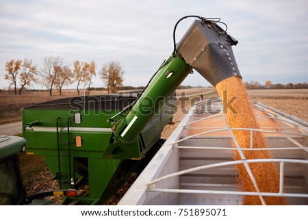 Tractor emptying its load of harvested maize into a waiting semi and trailer using a hopper funnel Royalty-Free Stock Photo #751895071