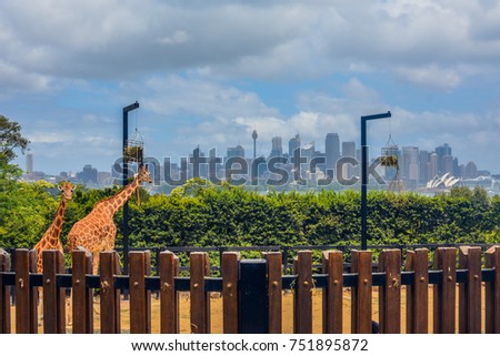Giraffes at the zoo with the skyline of Sydney, Australia in the background.
