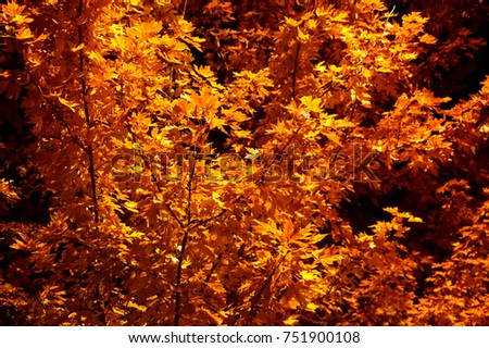 Golden Fall Leaves in the Night