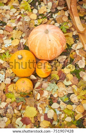 Orange pumpkins on grass with yellow and red leaves