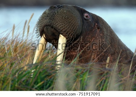 pacific walrus