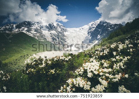 Alpine meadows with rhododendron flowers. Location Svaneti, Georgia country, Europe. Main Caucasian ridge. Scenic image of wild area. Discover the beauty of earth. Excellent wallpapers. Moody picture