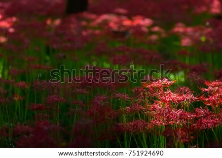 Red spider lily
