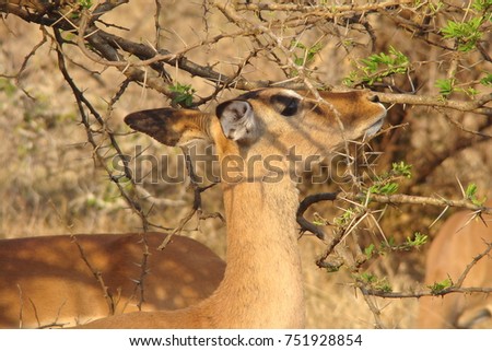 Close up landscape picture of antelope eating from tree, captured while on safari in South Africa