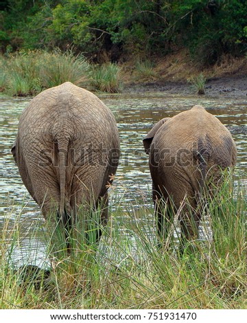 Portrait picture of elephants drinking water next to each other captured from behind while on safari in South Africa