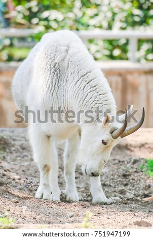 White Rocky Mountain goat (Oreamnos americanus). Male Royalty-Free Stock Photo #751947199