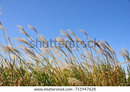 silver grass in autumn