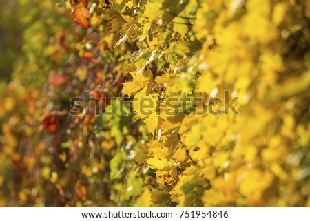 beautiful autumn golden hedgerow of leaves background