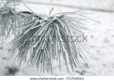 Winter snowy pine Christmas tree scene. Fir branches covered with hoar frost Wonderland. Winter is coming New year. Calm blurry snow flakes winter background with copy space.